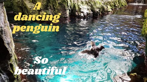 A dancing penguin - So beautiful