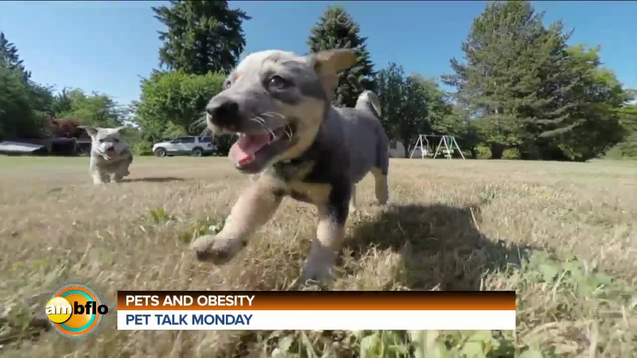 Pet Talk Tuesday - Pets and obesity