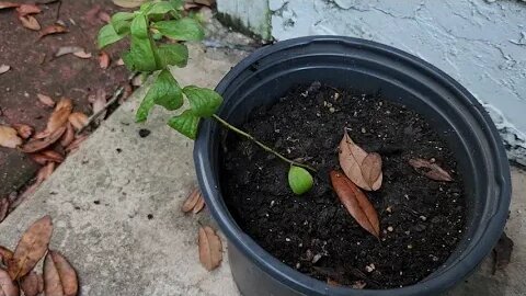 Planting Stevia and Pigeon Peas