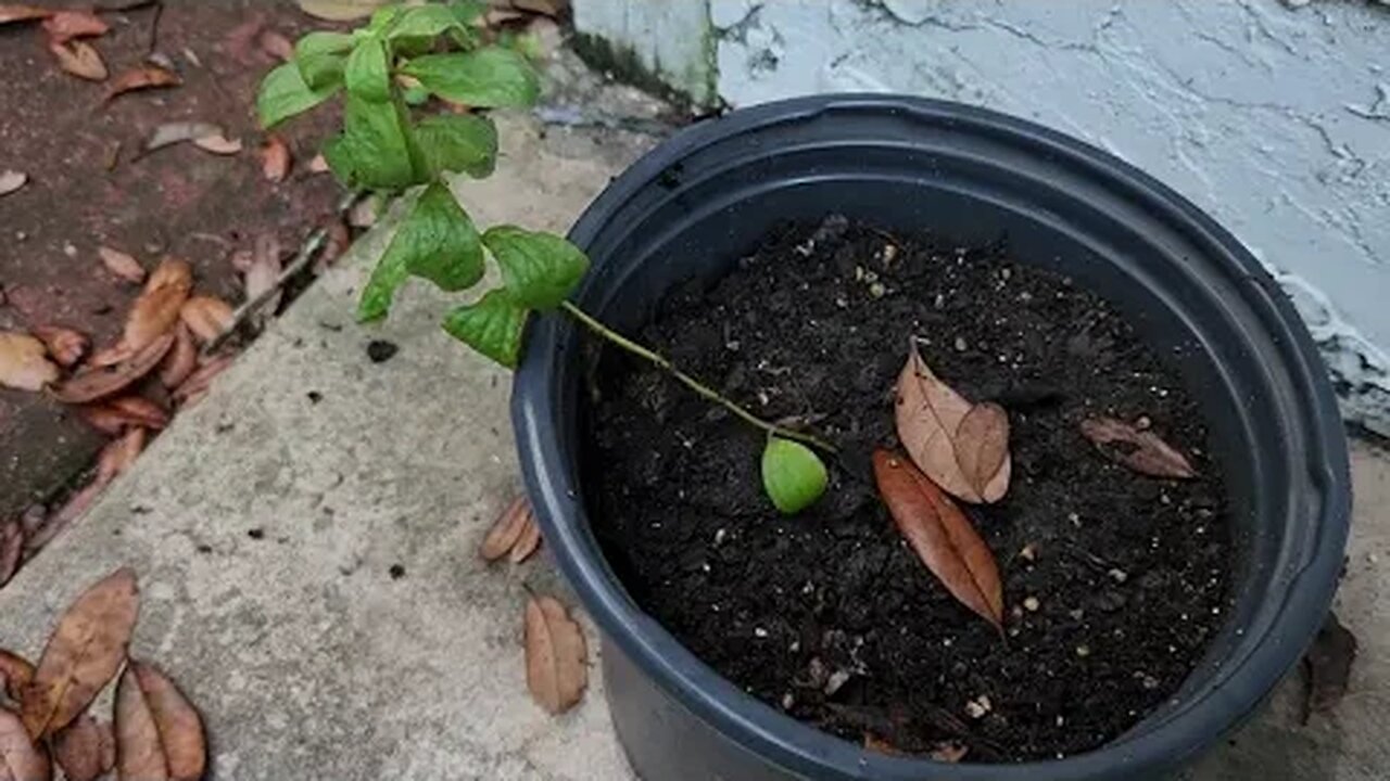 Planting Stevia and Pigeon Peas