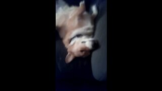 That's one sacked out corgi