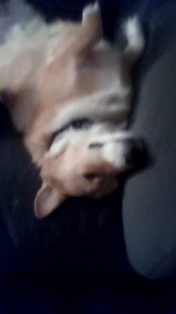 That's one sacked out corgi