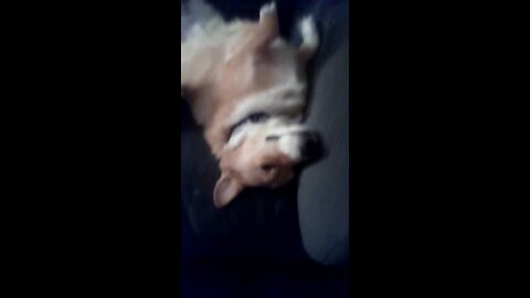 That's one sacked out corgi