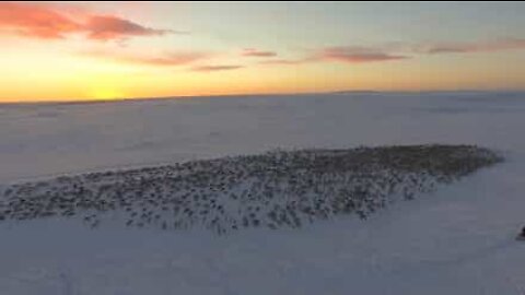 Dramatic aerial footage of a huge herd of migrating reindeer