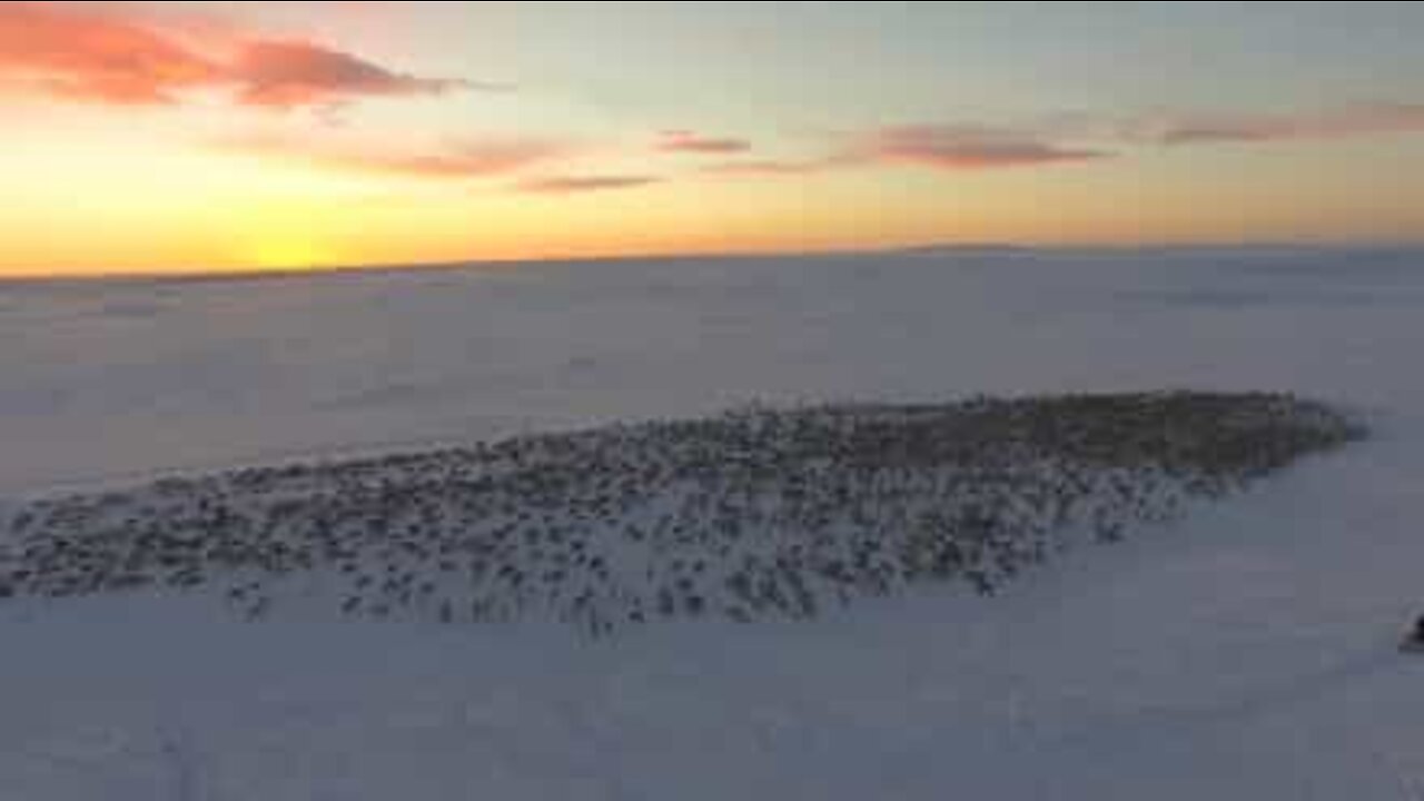 Dramatic aerial footage of a huge herd of migrating reindeer