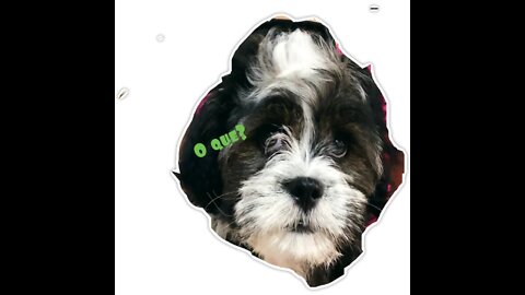 Messing with the dog / Zoando com o cachorro