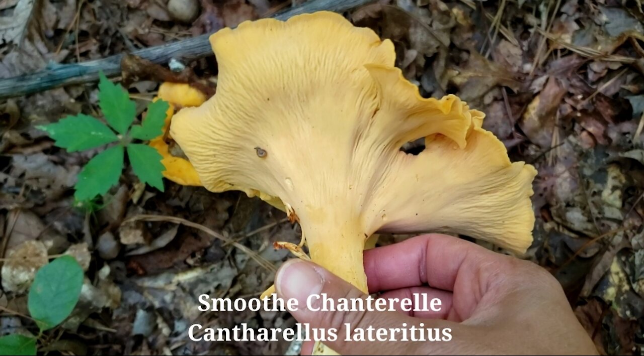 Giant Smooth Chanterelle, Cantharellus lateritius เก็บเห็ดมันปู