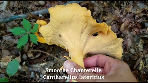 Giant Smooth Chanterelle, Cantharellus lateritius เก็บเห็ดมันปู