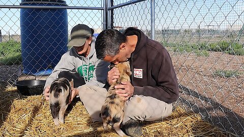 A New Animal Joins the Farm! | Planting a Desert Turkey Pasture