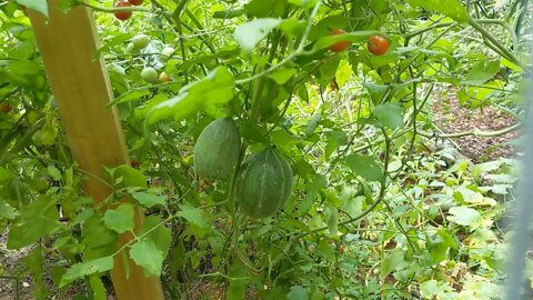 August 22 garden update, 100 days
