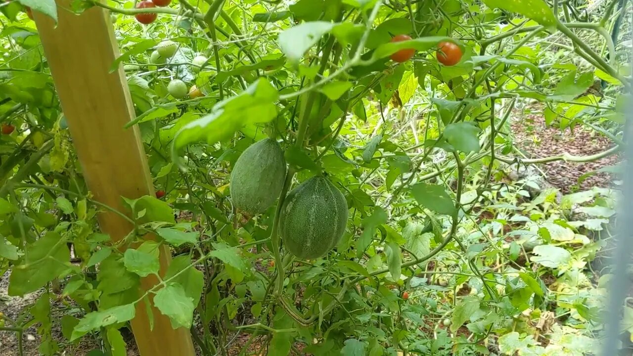 August 22 garden update, 100 days