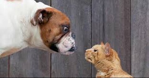 Funny Dogs - Try Not to Laugh While Watching These Funny Dogs - Best Funny Dog Videos 😂 #shorts