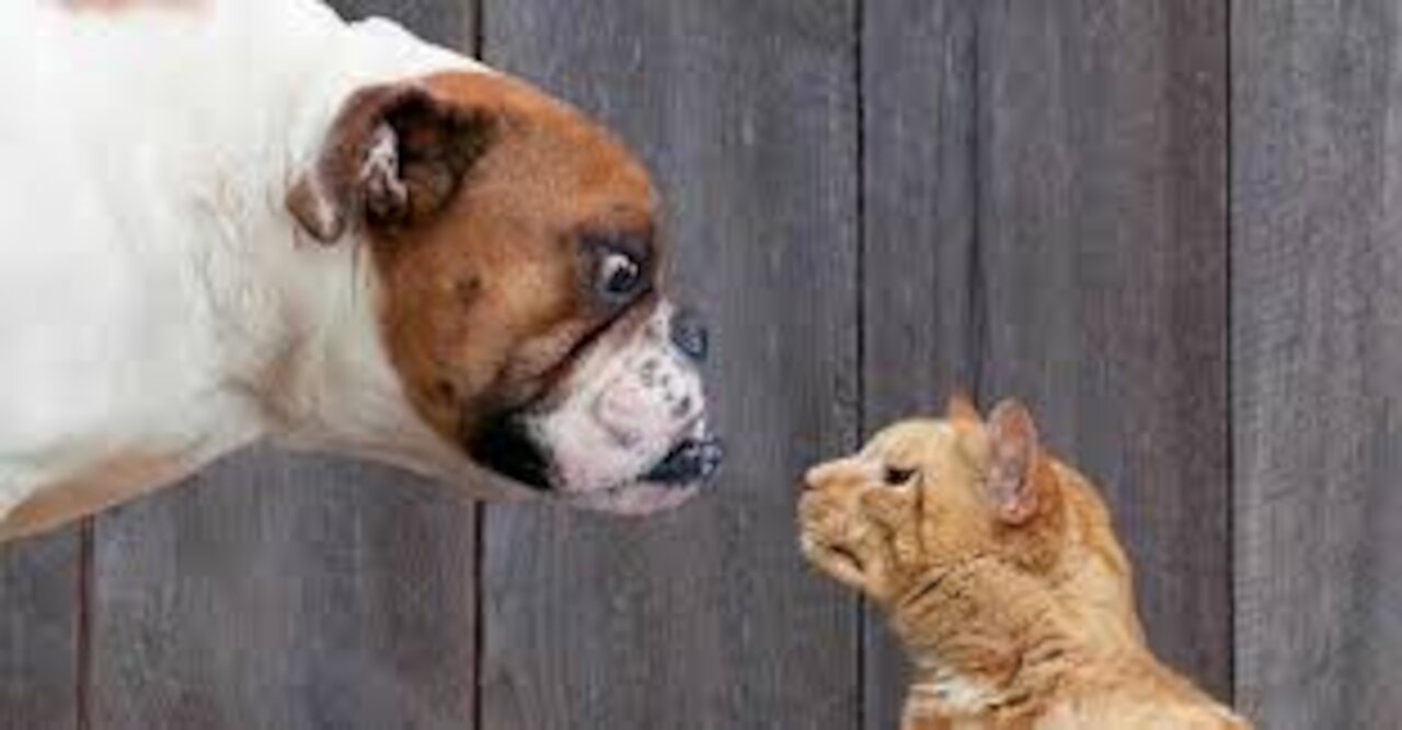 Funny Dogs - Try Not to Laugh While Watching These Funny Dogs - Best Funny Dog Videos 😂 #shorts