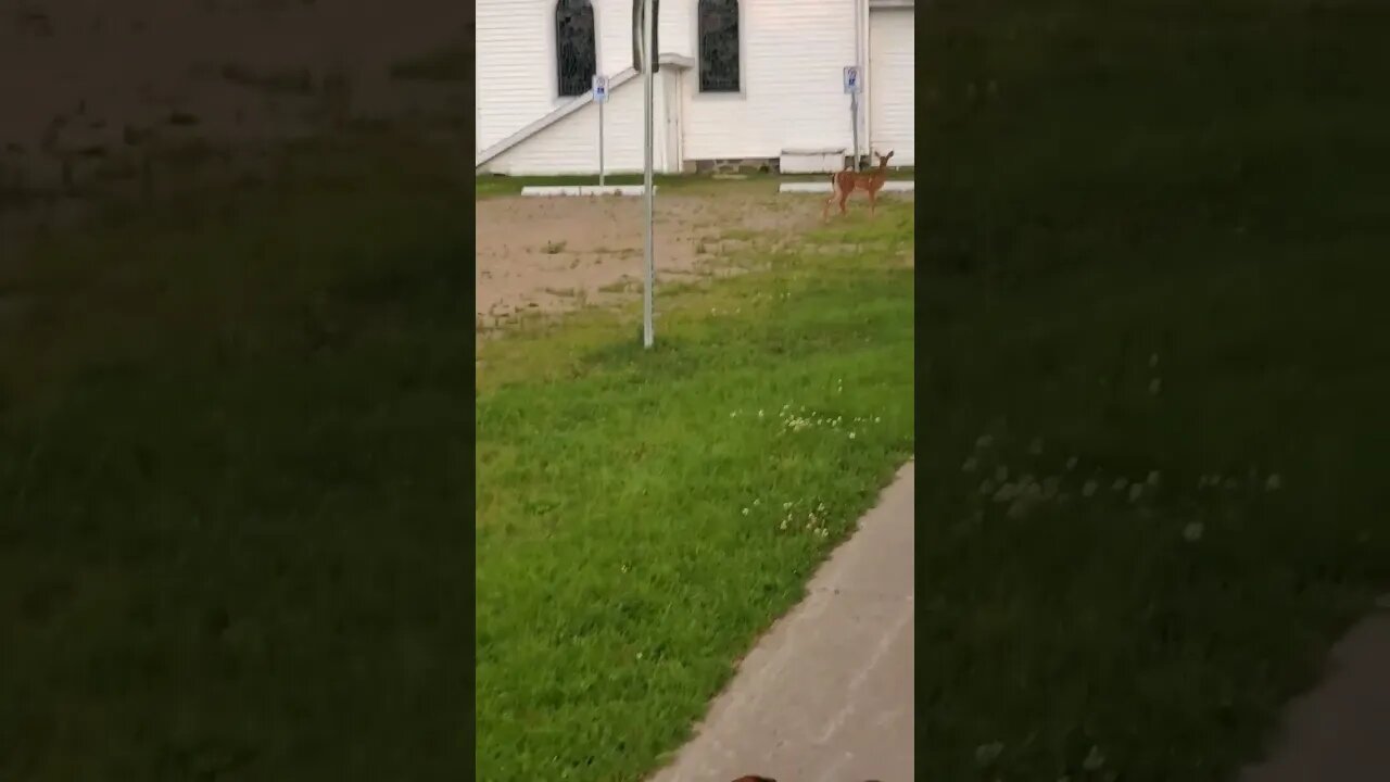 wally walks and the three baby deer #fawn #deer