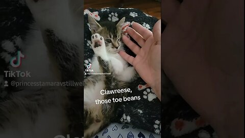 Rescue Kitten Clawreese the sweetest addiction