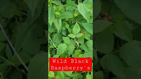 Wild Black Raspberry #homestead #farm