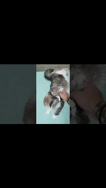 Minha gatinha #shorts