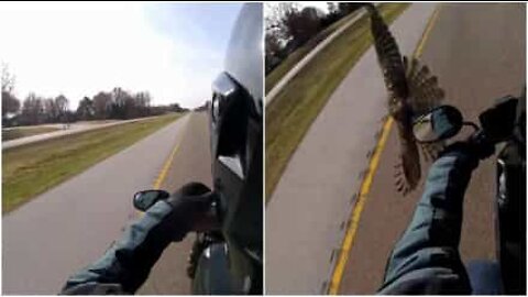 Falco quasi si scontra con una moto ad alta velocità!