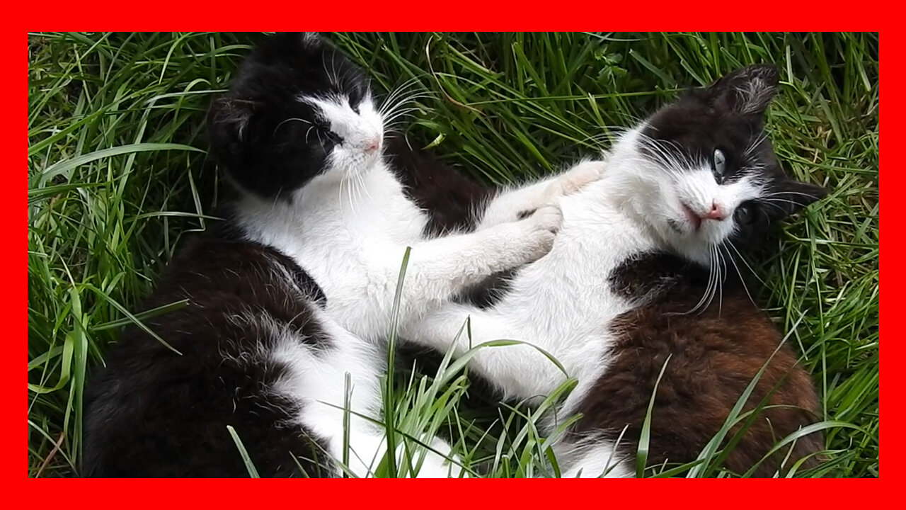 Black And White Cats Lawn Play Animals Nature