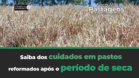 Saiba dos cuidados em pastos reformados após o período de seca. Assunto hoje de Foco nas Pastagens
