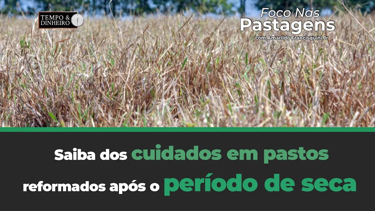 Saiba dos cuidados em pastos reformados após o período de seca. Assunto hoje de Foco nas Pastagens