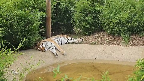 Massive Tiger at London zoo