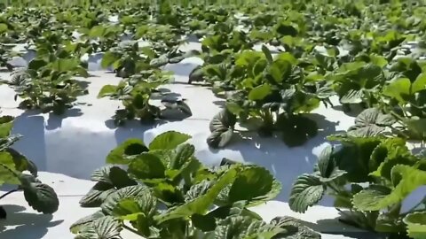 How To Produce Billions Of Strawberries In California