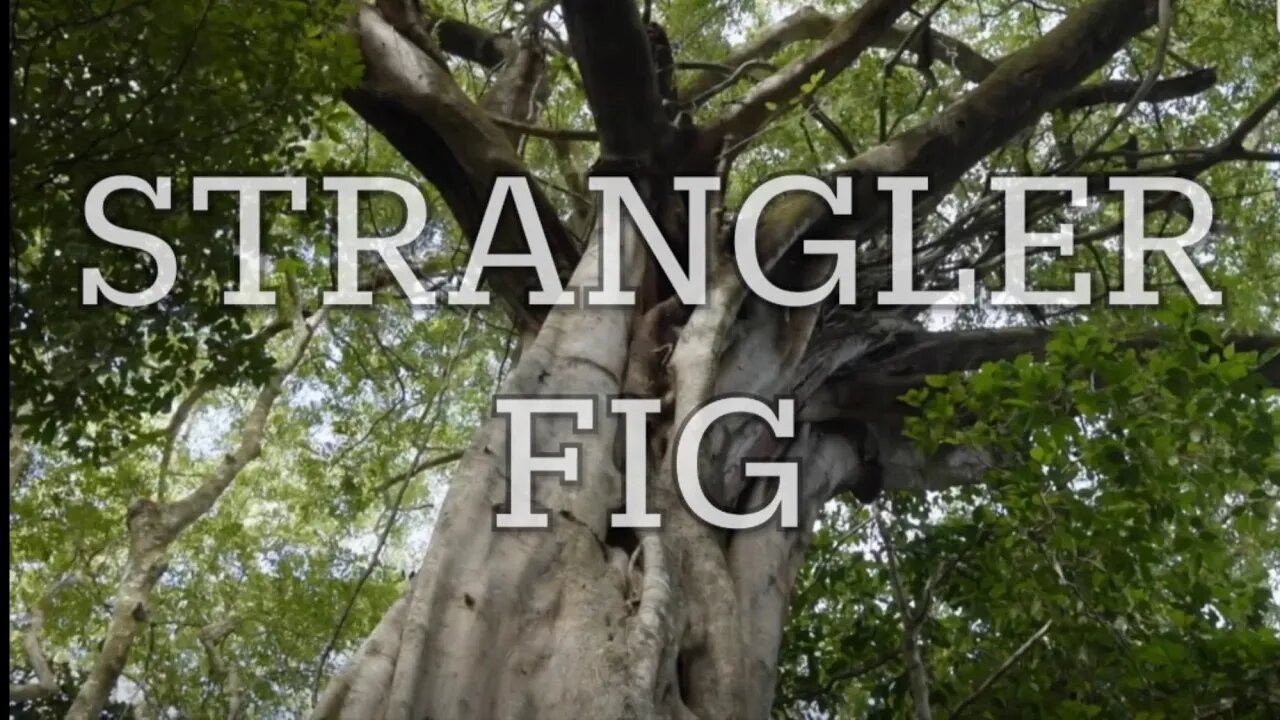 The strangler fig tree! It’s a Cannibal￼￼