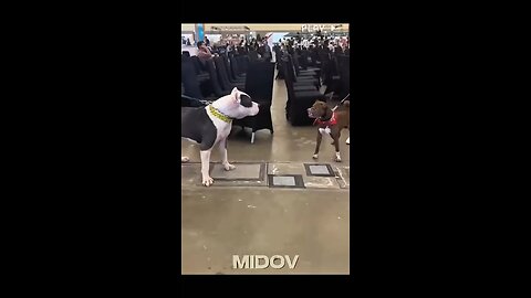 Fanny dog videos virals trending comedy itartenment master