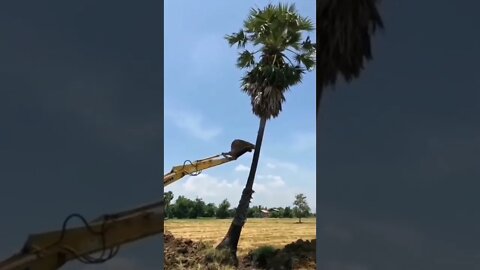 Oh No So Sad! 😢#UbertainmentFun #ytshorts #youtubeshorts #birds #trendingvideo2022 #viralvideo2022