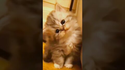 CUTE cat moments.