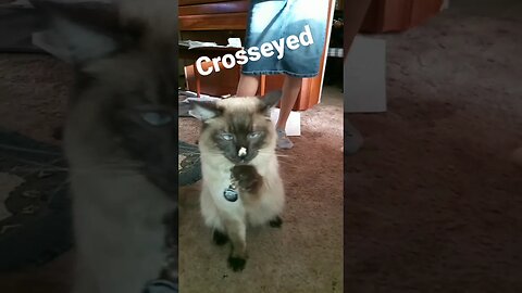 Big crosseyed Balinese, loves his catnip 🐈‍⬛😹😻