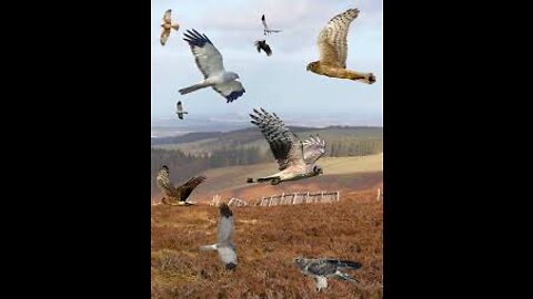 Eagle Vs Cock ||Don't Mess With Me