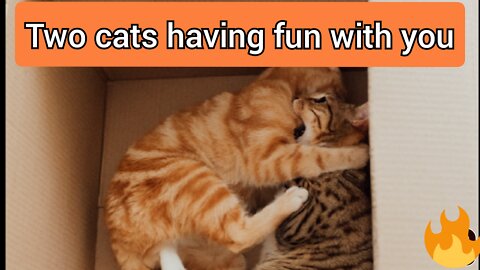 Two cats having fun with you.