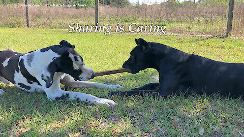 Happy Great Danes Chew The Same Stick ~ Sharing is Caring