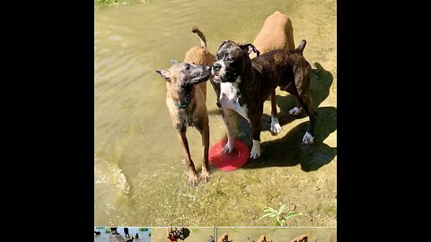 Boxer claims frisbee but can’t pick it up.