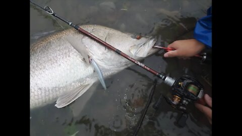 豪雨の中のアカメ