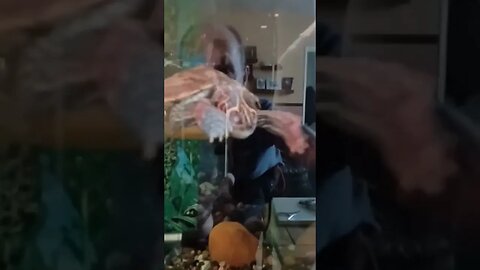 Turtle attack! #pets #turtle #foryoupage