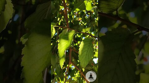 Good Day Sunshine ☀️ Sunlight Through Green Leaves 🌿 Relaxing Nature Bird Chirping & Piano Music