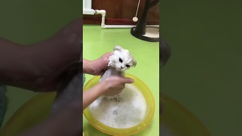 Top Video Cute Baby Cat