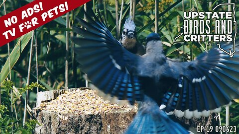 Upstate Birds And Critters: Ep 19 — 090623 [ No ads ]