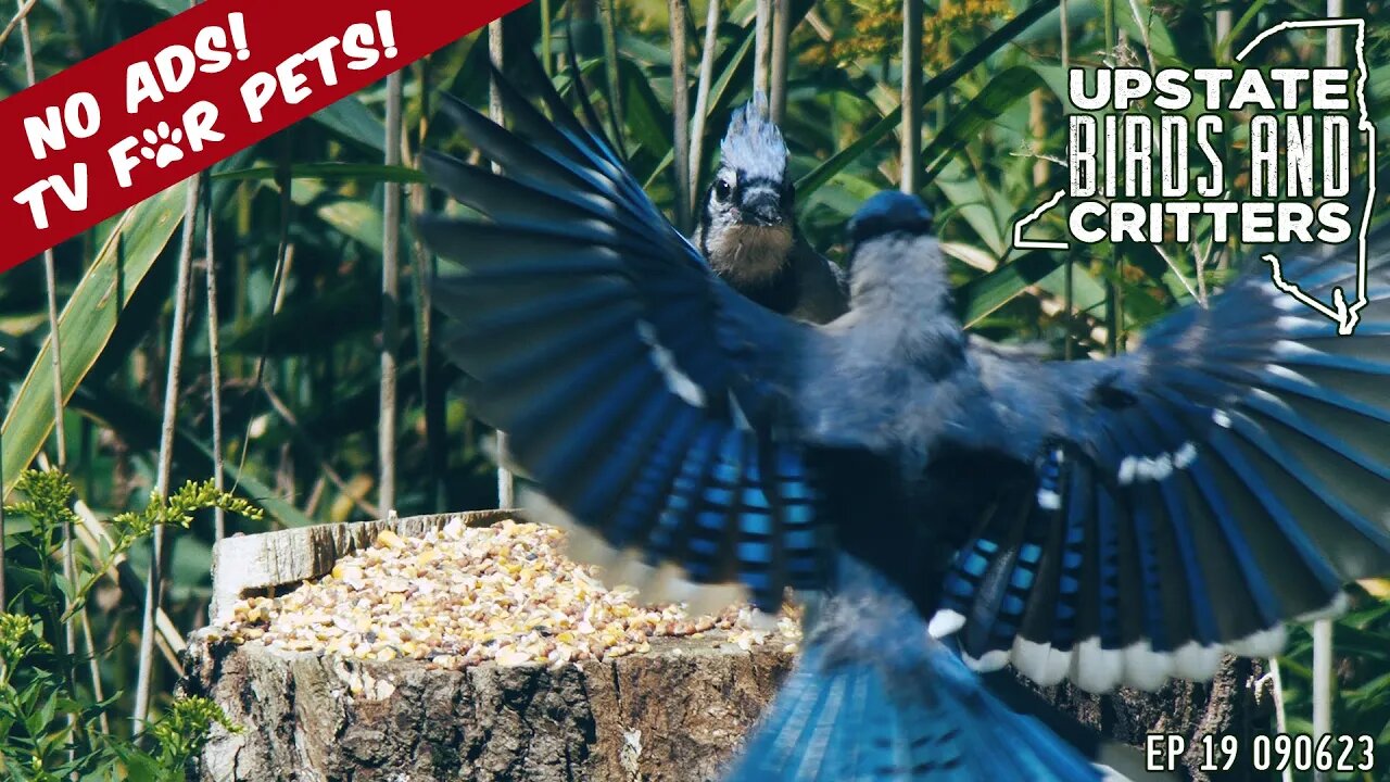 Upstate Birds And Critters: Ep 19 — 090623 [ No ads ]