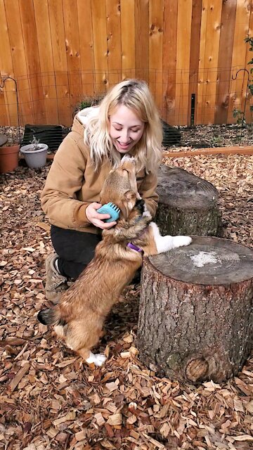 Corgy Brushing Cuteness