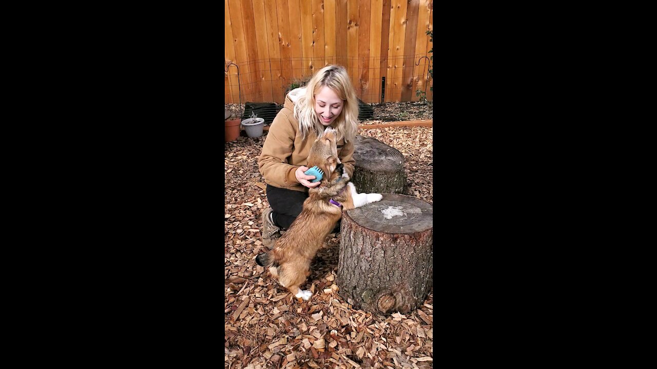 Corgy Brushing Cuteness