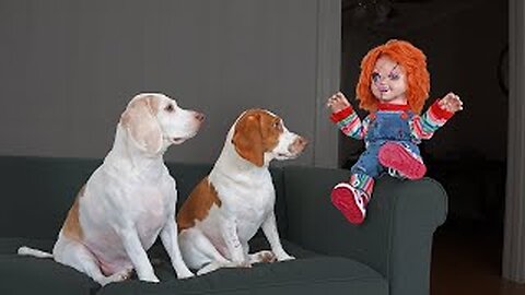 Chucky Pranks Dogs: Funny Dogs & Michael Myers Defeat Chucky