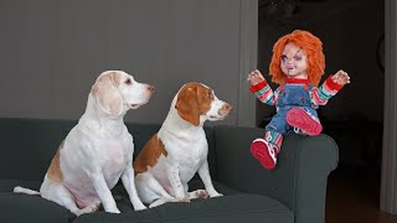 Chucky Pranks Dogs: Funny Dogs & Michael Myers Defeat Chucky