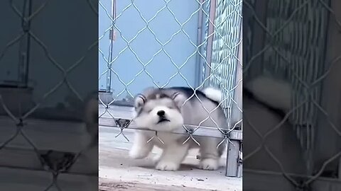 Cute puppy video #petvideos #funnyvideo