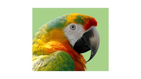 amazing SUPER STRONG Parrot Jack opens beer bottles with his beak