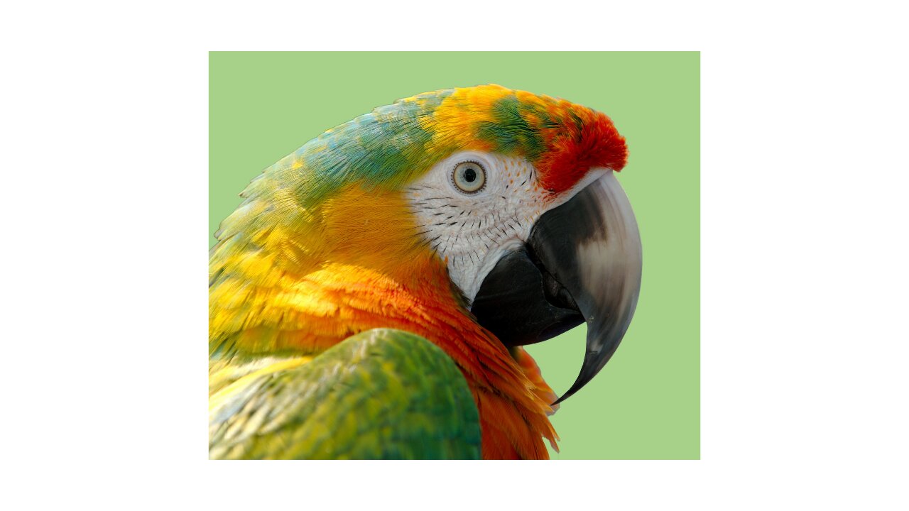 amazing SUPER STRONG Parrot Jack opens beer bottles with his beak