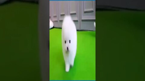 Animais Fofinhos (Cute Animals) #shorts